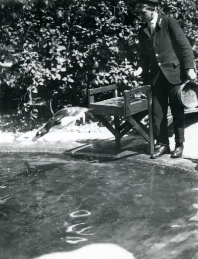 A Gentoo Penguin dives after fish that the keeper has just thrown into its pool, London Zoo, June 1914 by Frederick William Bond